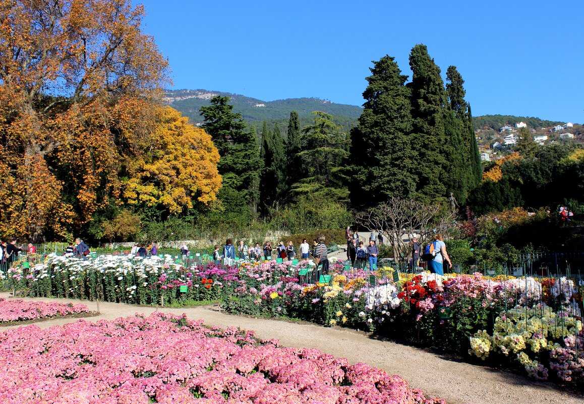Когда начнется Парад хризантем в Никитском ботаническом саду в Крыму в 2020 году Какие новинки представят организаторы на балу осенних цветов