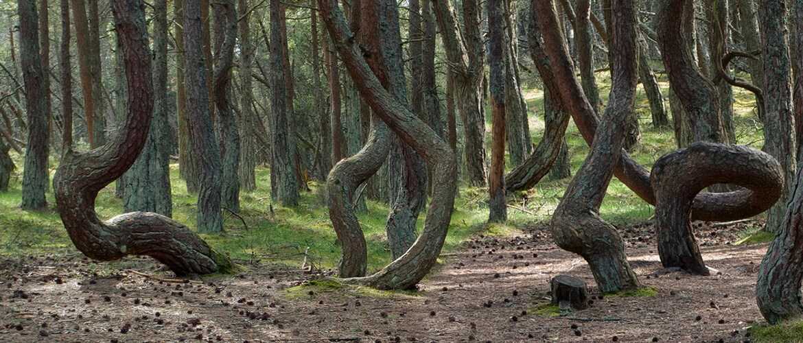 Танцующий лес на куршской косе - magic world
