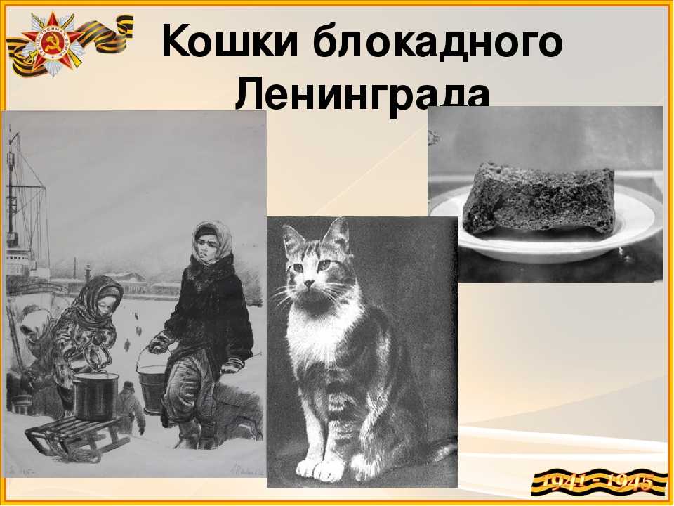 Восемь самых «кошачьих» мест в петербурге