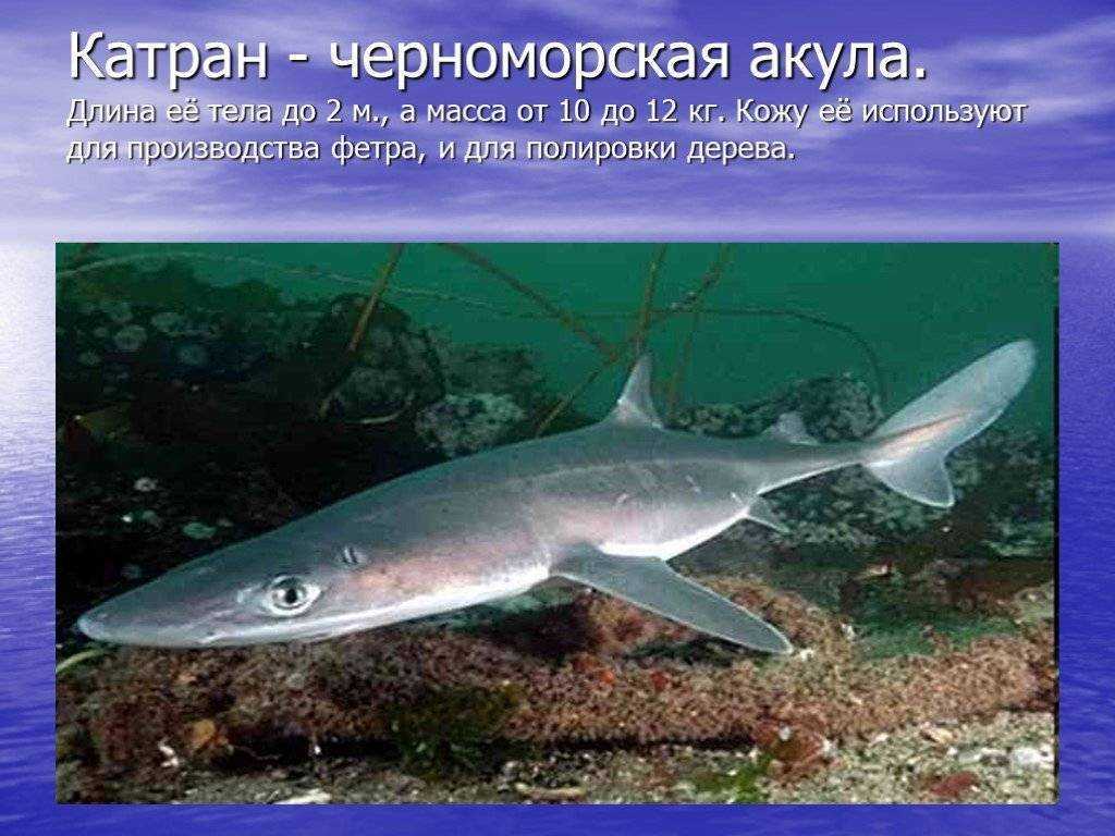 Рыбы азовского моря - названия видов, фото и описание