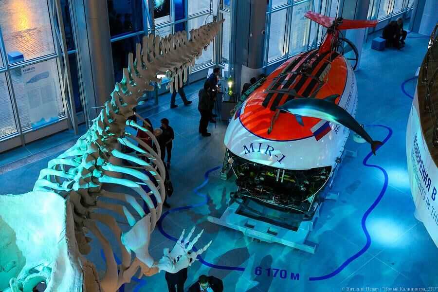 Музей мирового океана в калининграде: фото, описание экспонатов