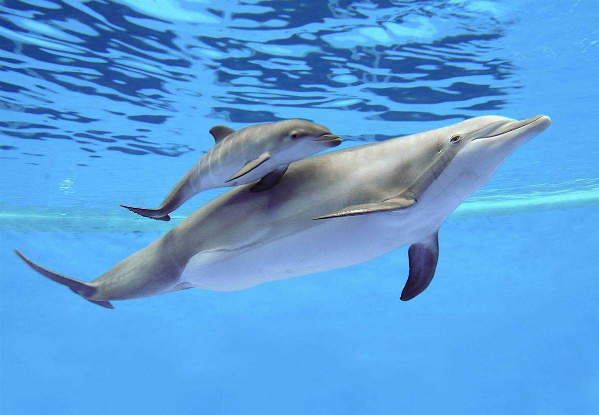 Дельфин афалина.