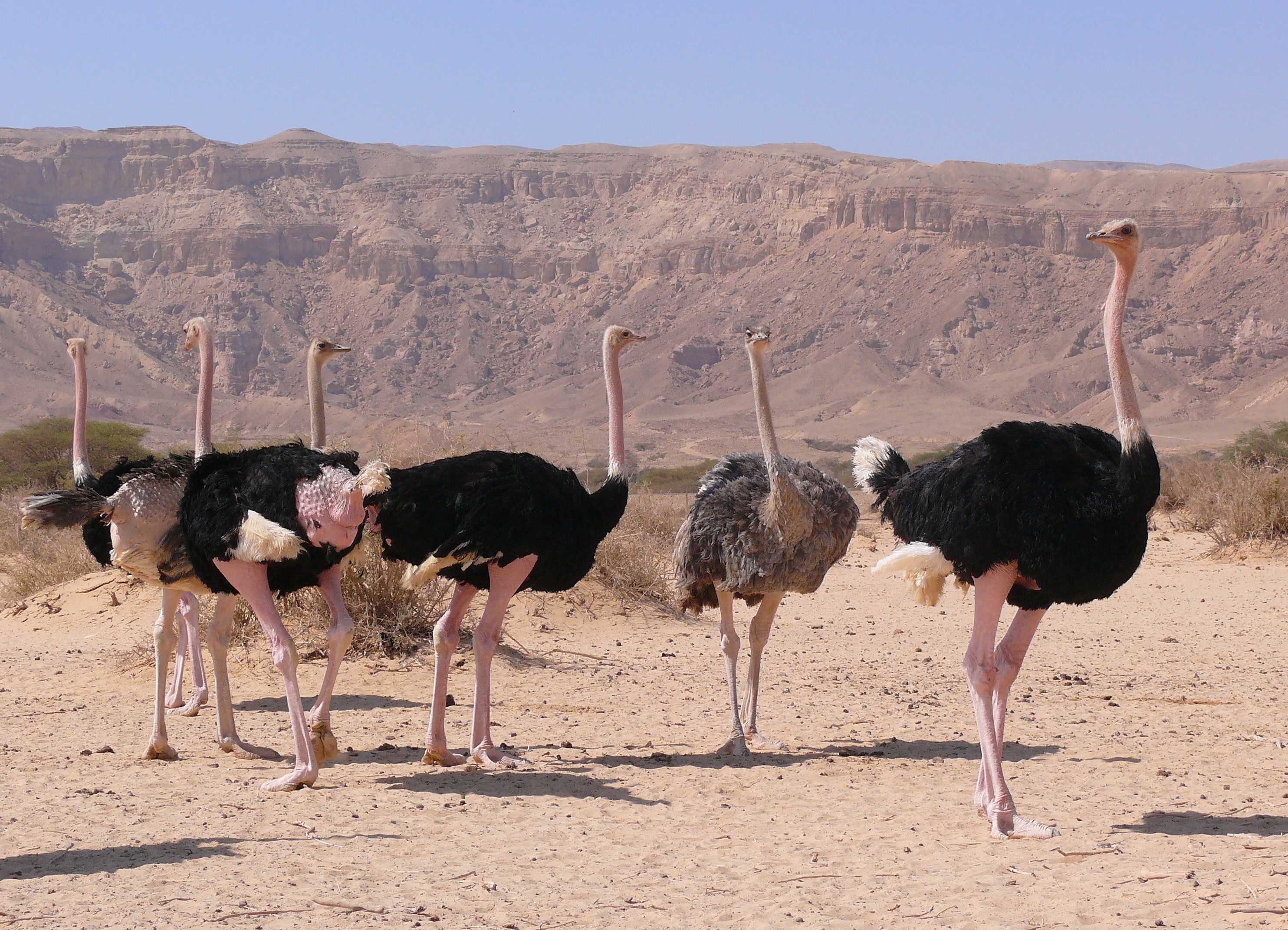 Особенности африканского страуса и его характеристика — кыргызкорм
