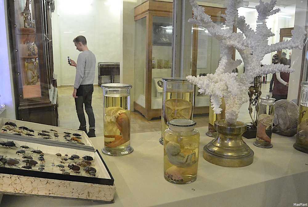 Экспонат 1 краткое содержание. Анатомические музей Питер Кунст. Коллекция Рюйша в кунсткамере. Кунсткамера Санкт-Петербург анатомический музей.