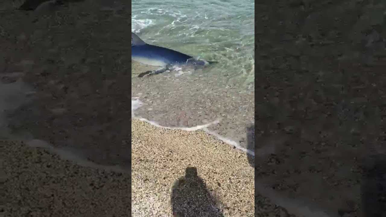 Акулы в черном море: есть ли, какие водятся в крыму, нападения