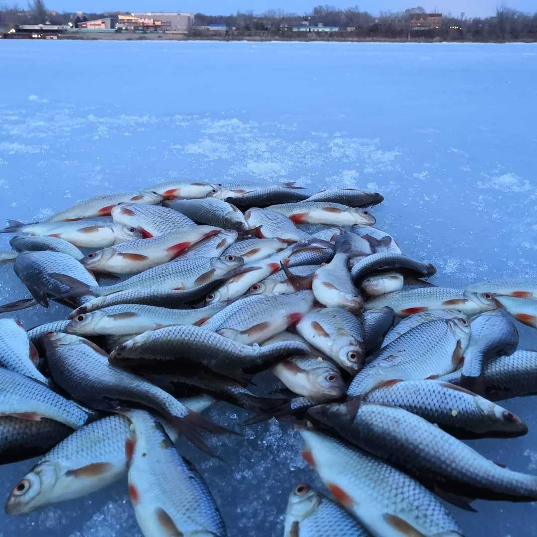 Рыбы февраль мужчины. Зимняя рыбалка. Много рыбы. Рыбы зимой. Озеро Рыбное.