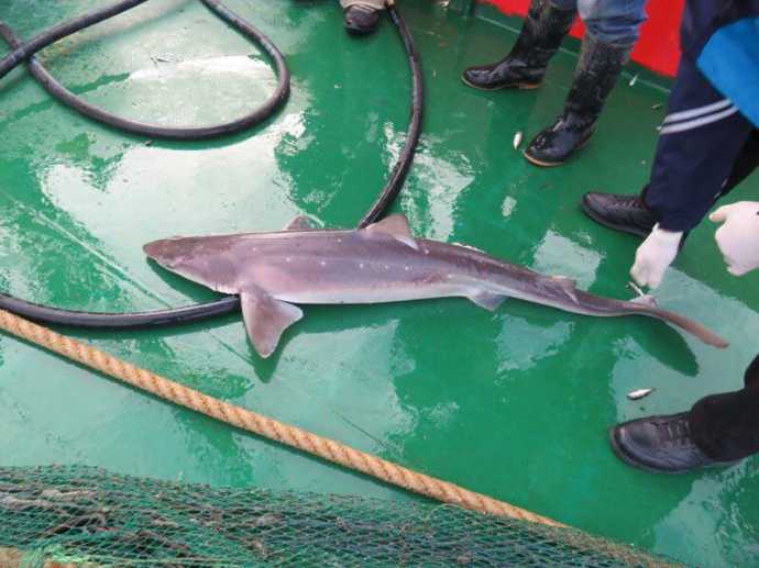 Есть ли акулы в черном море: виды хищников, случаи нападения