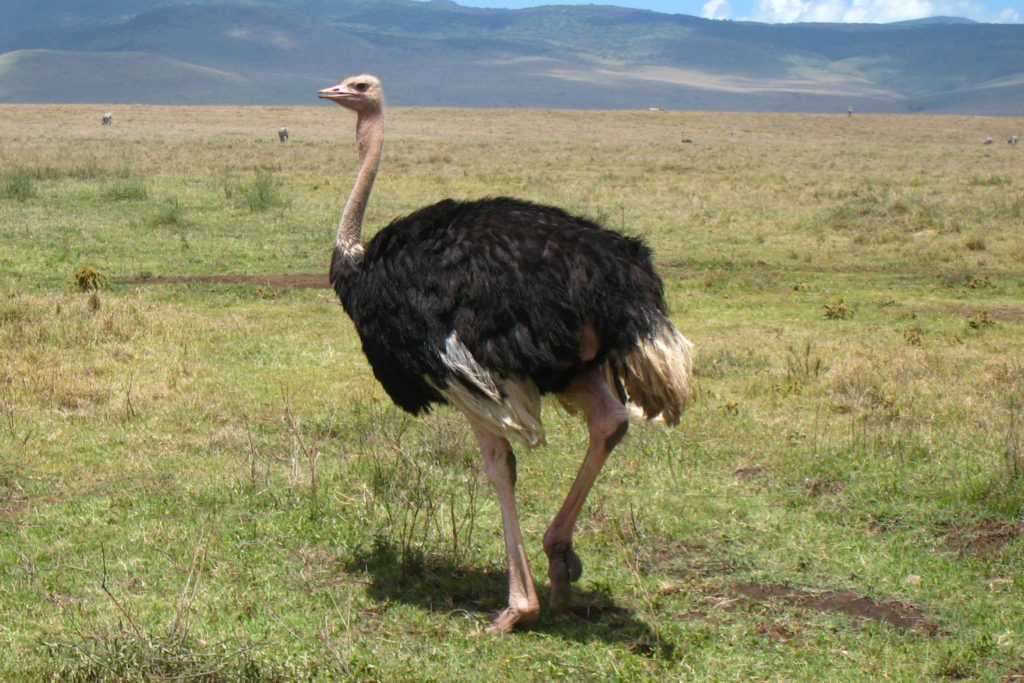 Страус африканский: что расскажет о себе самая большая птица?