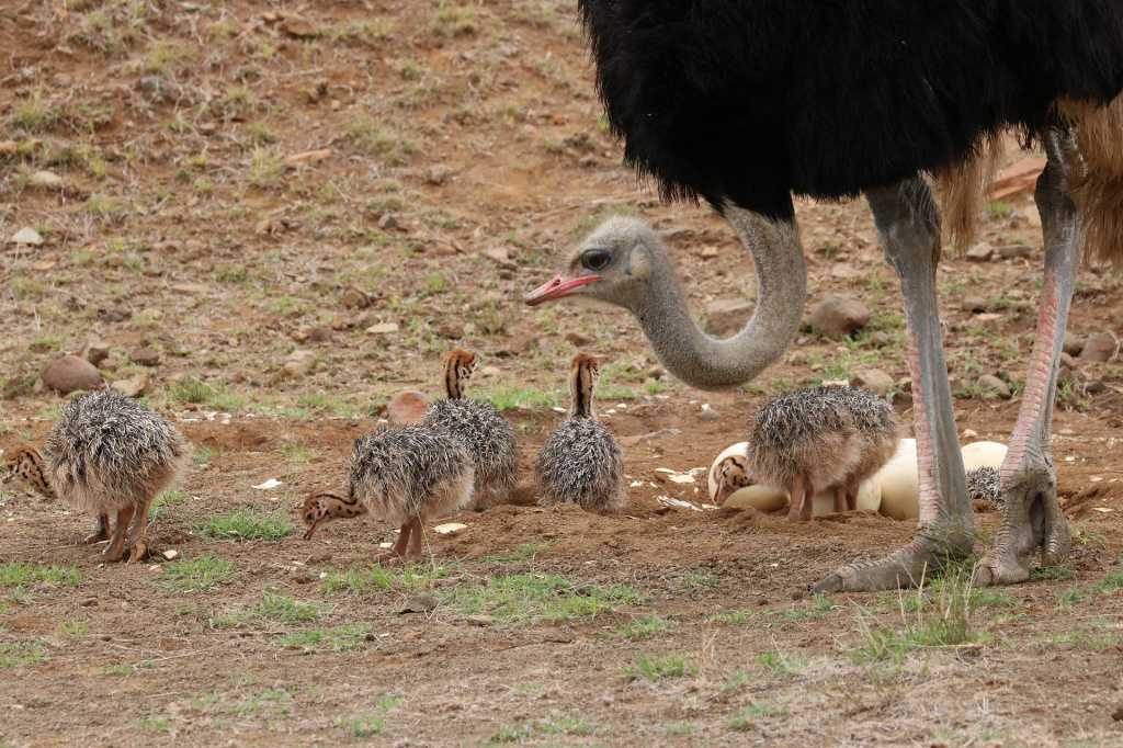 Разведение страусов в домашних условиях - советы и рекомендации