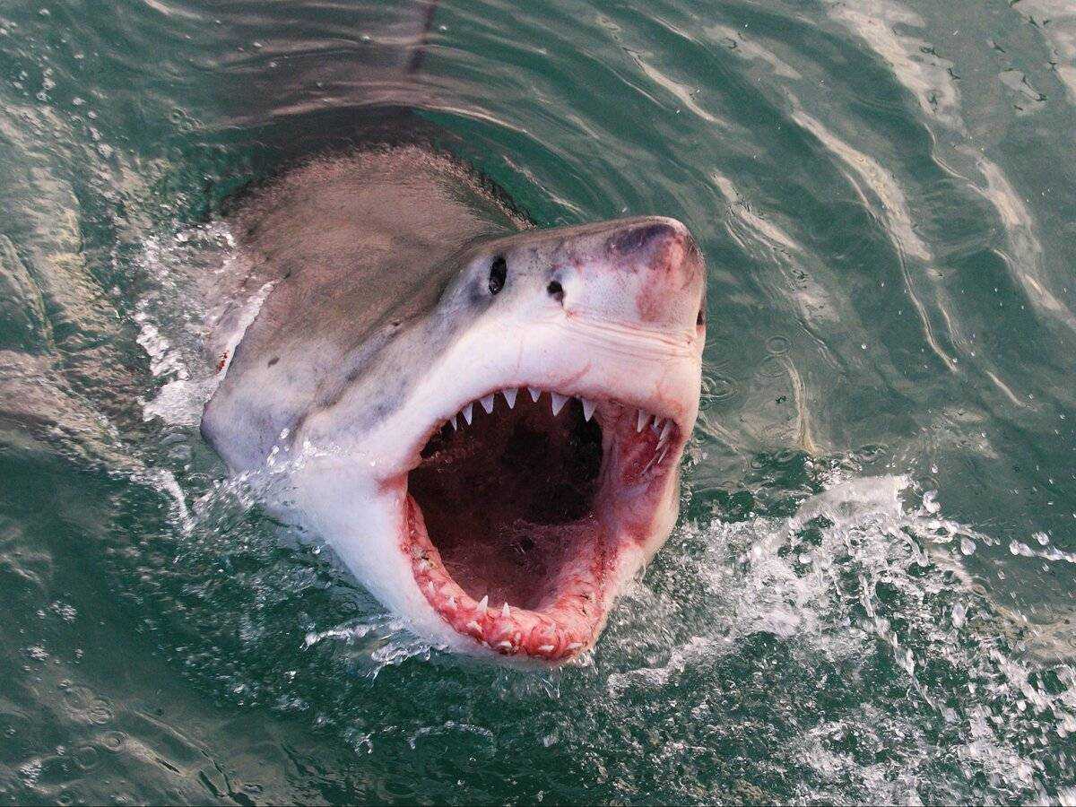 Обитают ли акулы в водах чёрного моря, находящихся на территории республики крым - 1rre