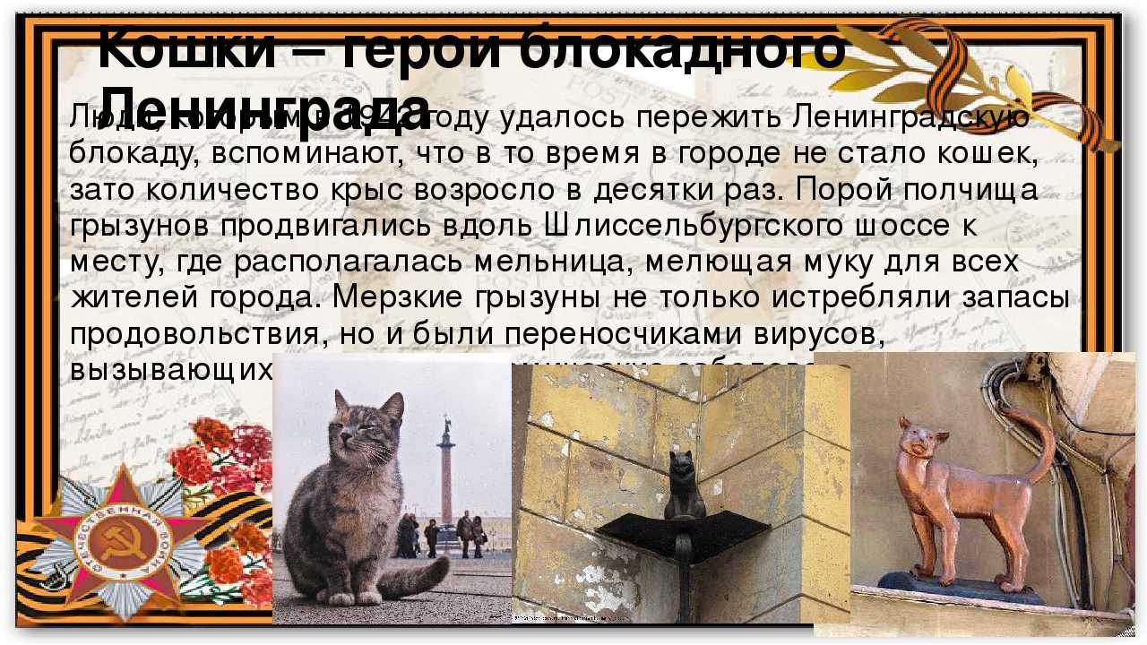 1373,памятник коту казанскому — во всех подробностях