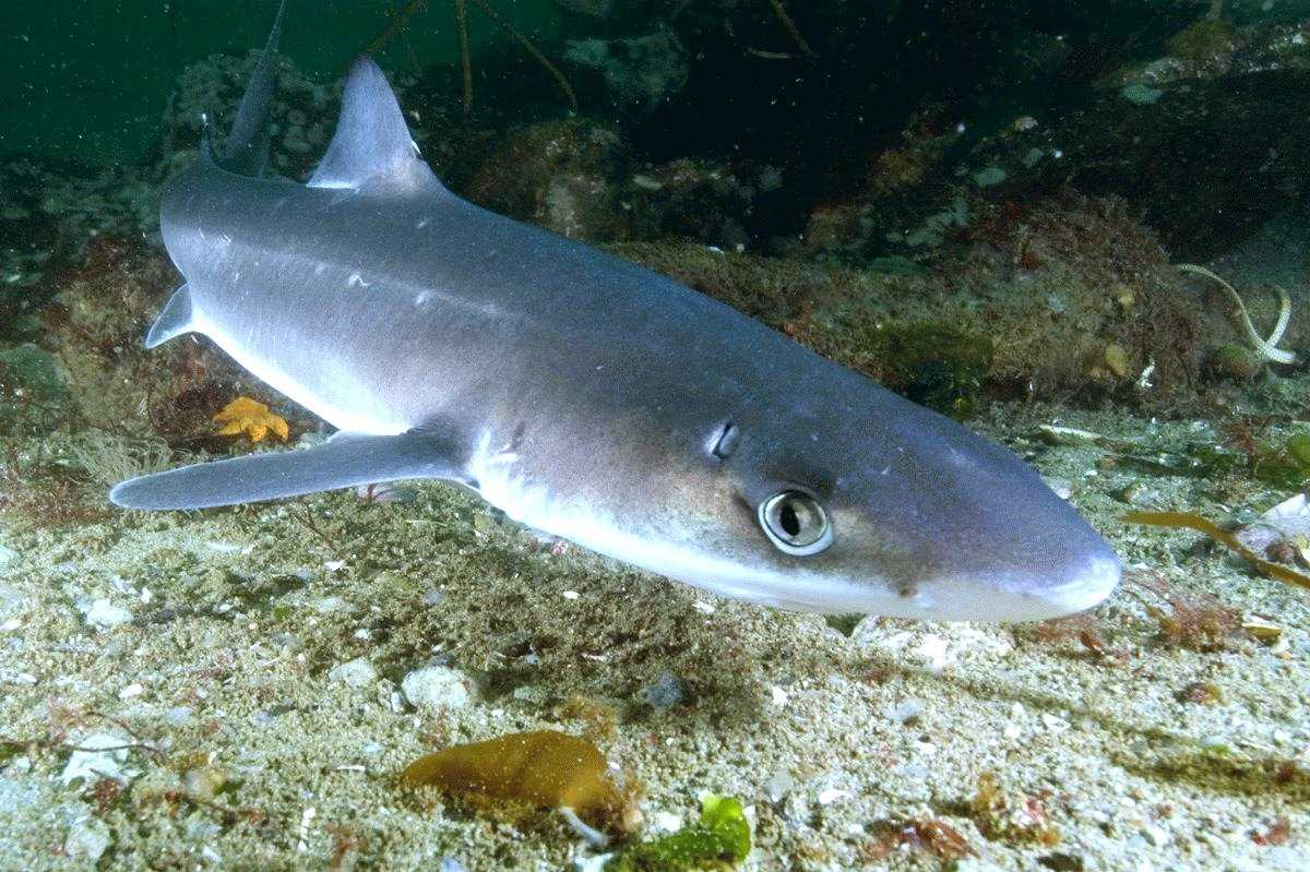 Есть ли опасные акулы в черном море?