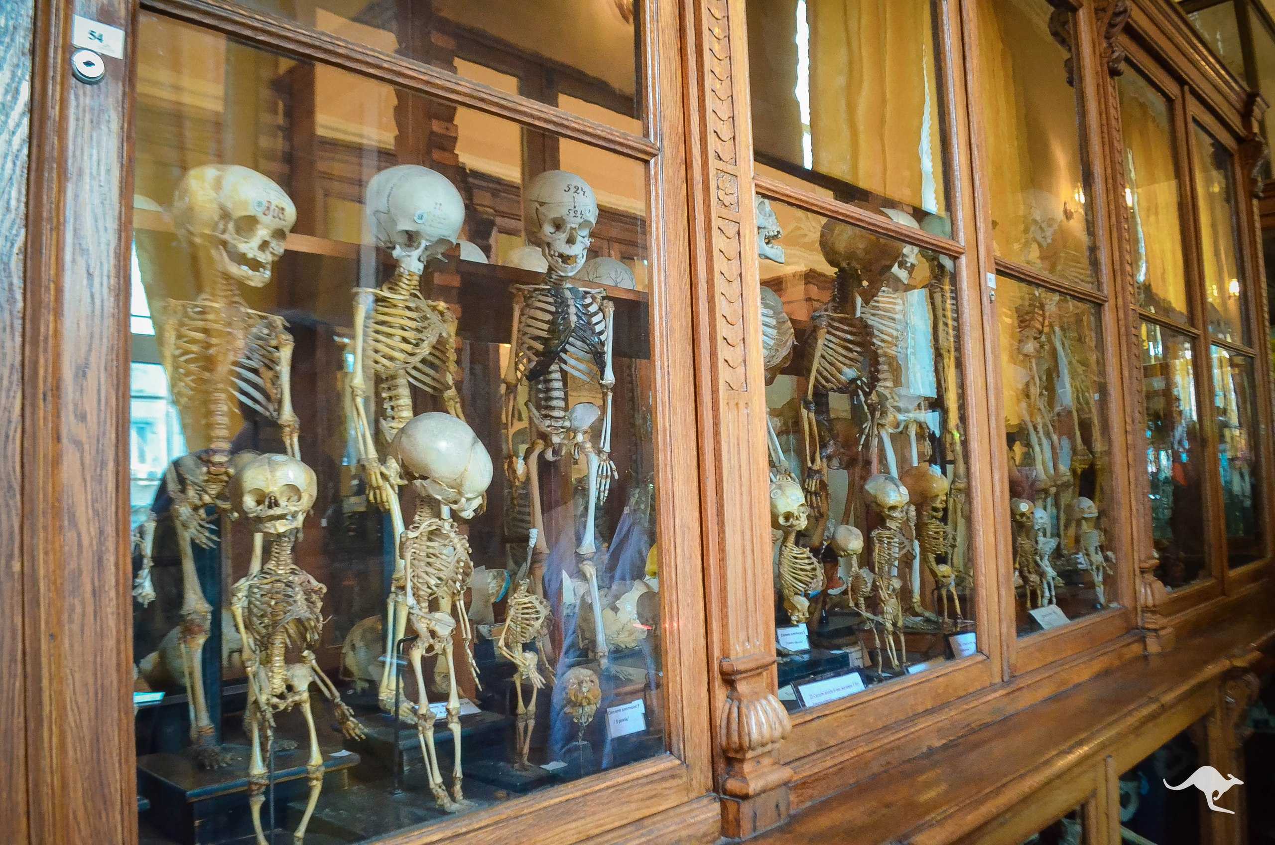 Музей анатомии Симферополь