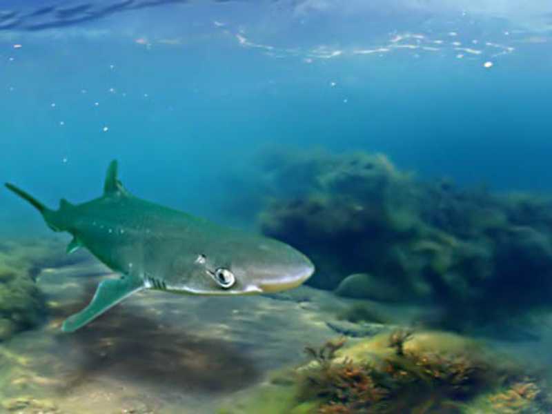 Почему в крыму тигровые акулы нападают на людей - опасные виды акул черного моря ∞ лагуна акул