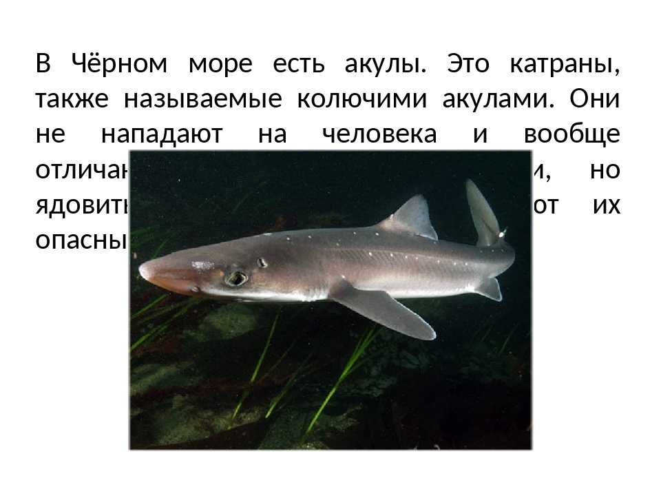 Есть ли акулы в азовском море и бывают ли нападения акул на азове ∞ лагуна акул