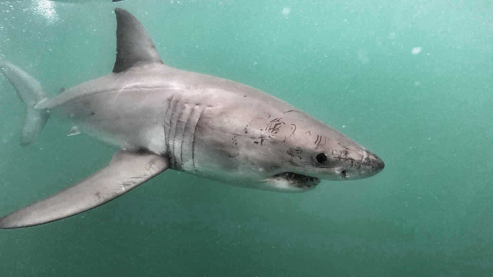Какие акулы водятся в черном море?