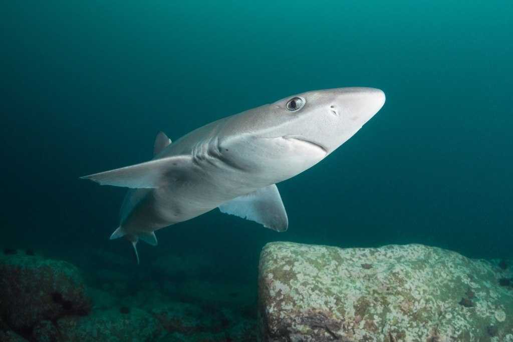 Стоит ли бояться акул при купании в черноморских водах? — gidpoletu.ru