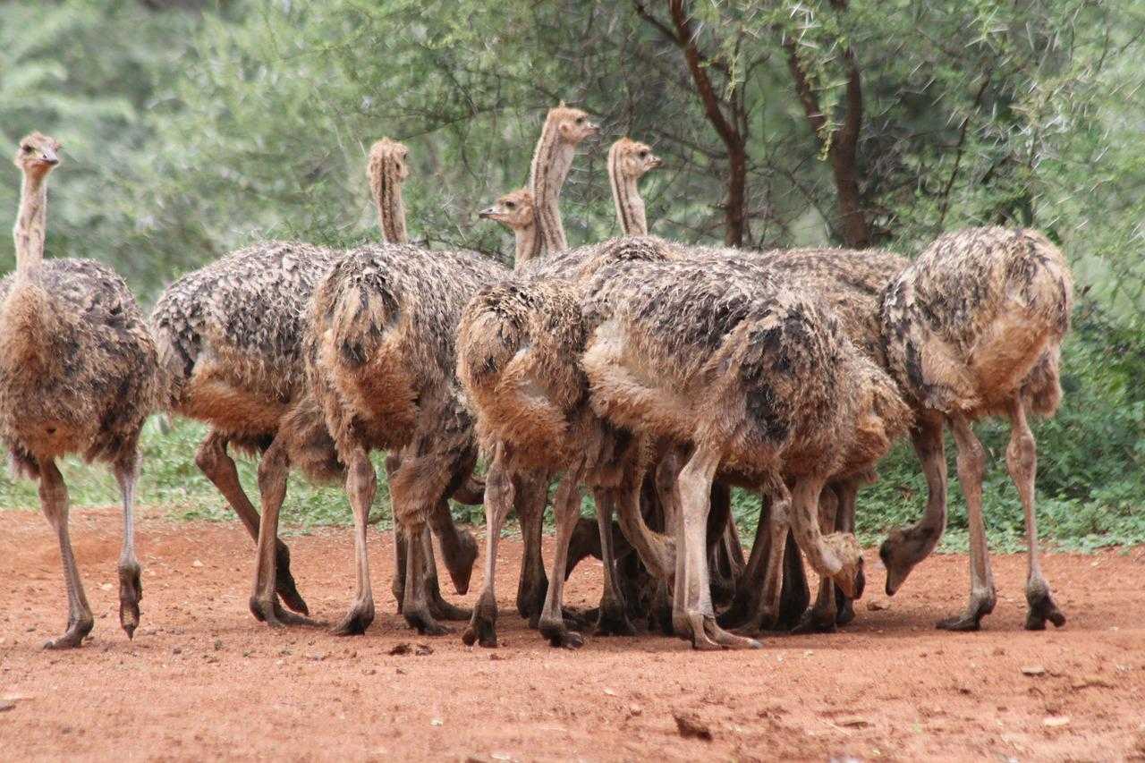 Развлечение в районе голубицкой - усадьба со страусами