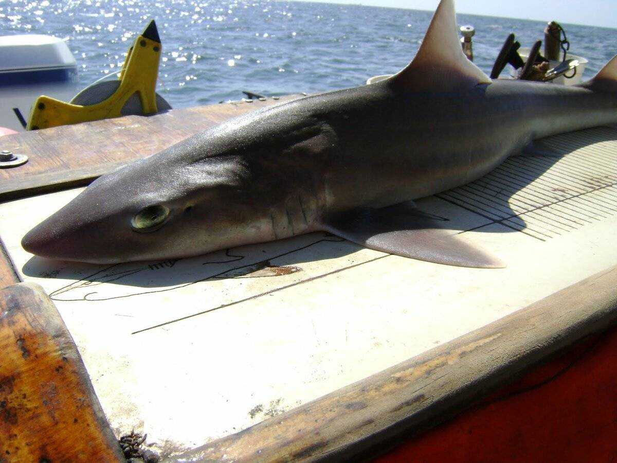 Обитают ли в азовском море акулы опасные для человека? бывали ли в азовском море случаи нападения акул на человека? как вести себя, чтобы не напала акула в азовском море?