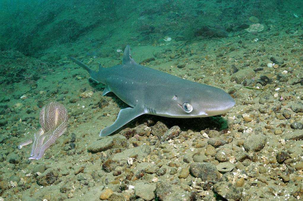 Какие акулы водятся в черном море: катран - есть ли случаи нападения? (сезон 2021)