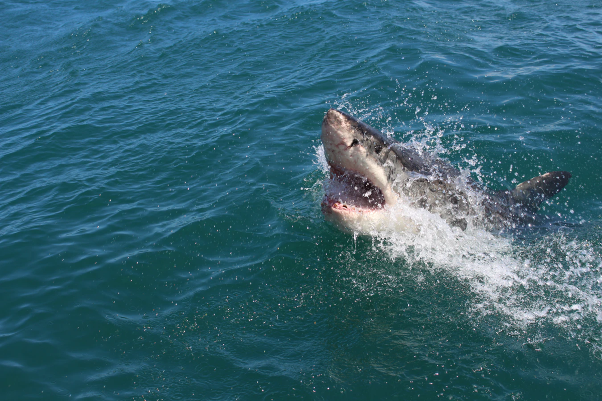 Водятся ли акулы в черном море? есть ли акулы в черном море в сочи, геленджике, анапе? :: syl.ru