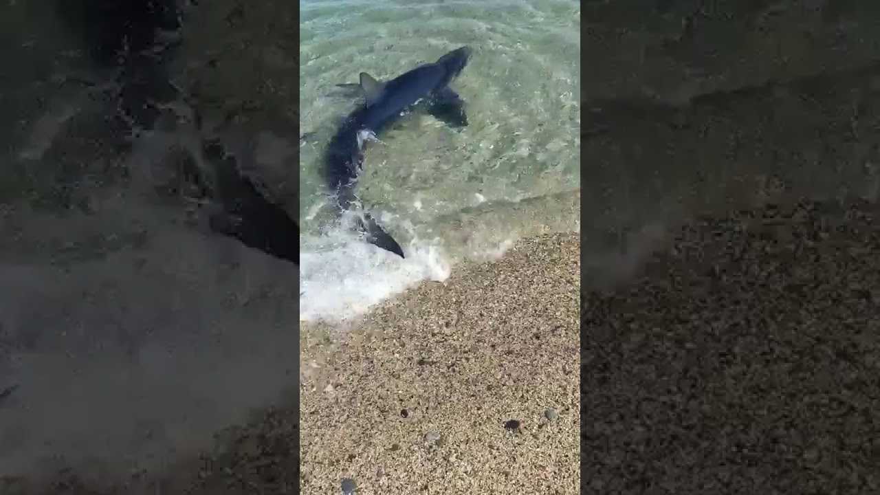 Есть ли акулы в черном море?