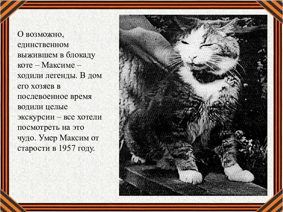 Памятники котам и кошкам в петербурге – жизнь в санкт-петербурге