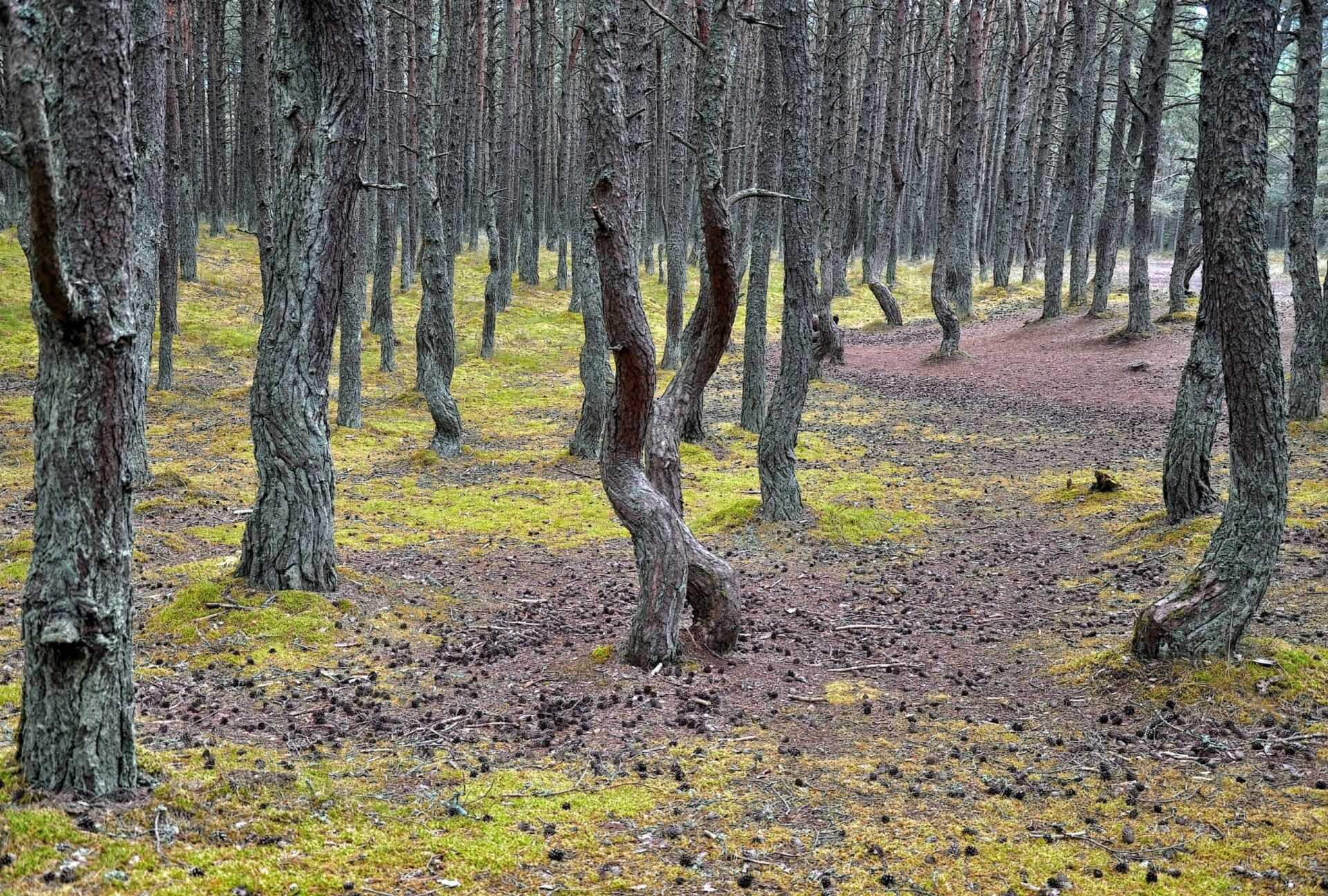 Фото куршской косы в калининградской области: высота мюллера, танцующий лес, дюны эфа