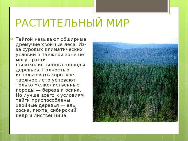 Природные зоны россии: виды, характеристика, отличия