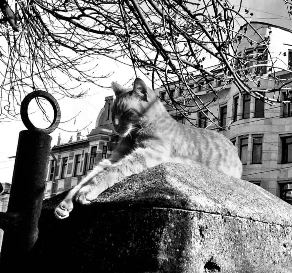 Кошки в скульптуре. памятники кошкам. скульптуры кошек.
