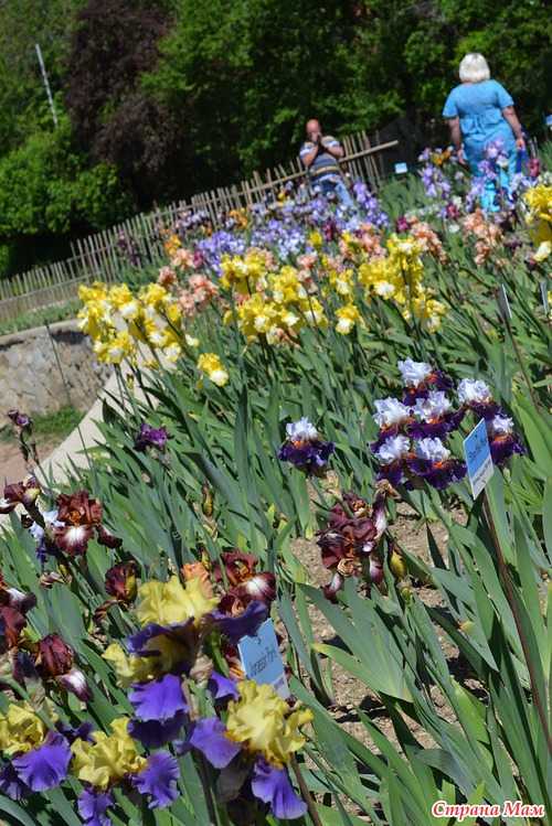 Никитский ботанический сад в крыму | дороги мира