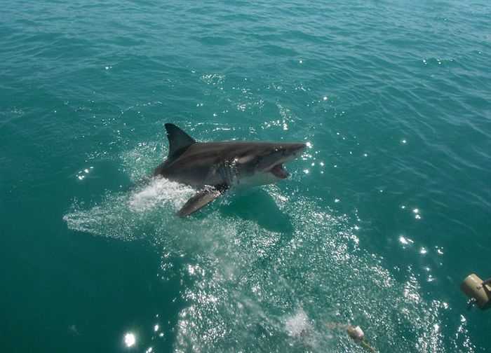 Какие акулы водятся в черном море? - суперулов - интернет-портал о рыбалке