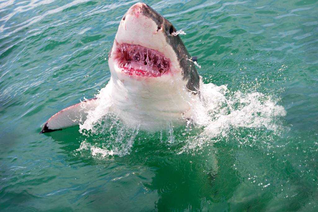 Водятся ли акулы в черном море? есть ли акулы в черном море в сочи, геленджике, анапе?