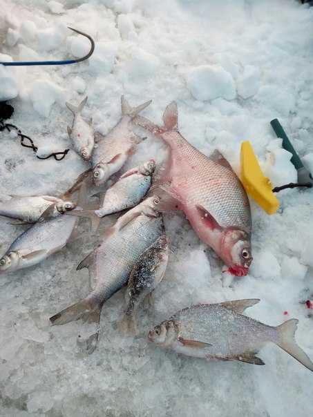 Нерестовый запрет 2021. свердловская область. новый закон о рыбалке