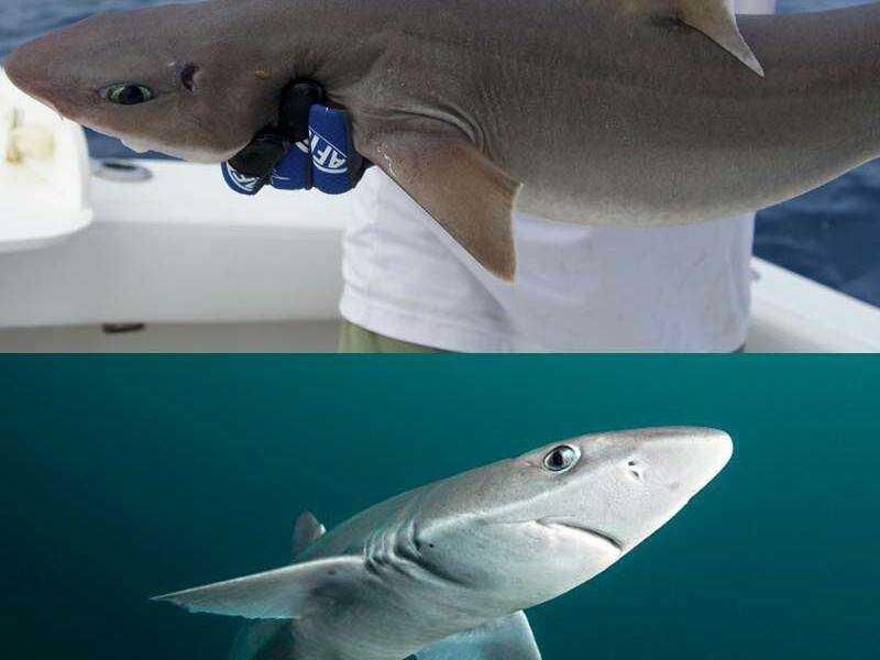 Обитают ли акулы в водах чёрного моря, находящихся на территории республики крым