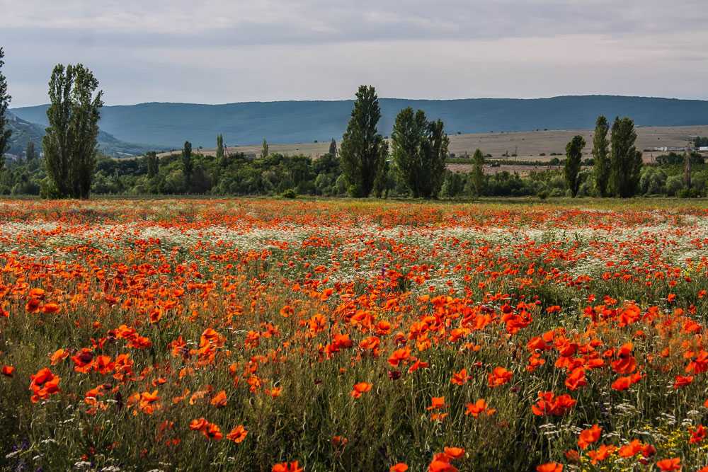 Лавандовые поля в крыму — когда цветут, где находятся в 2022 году