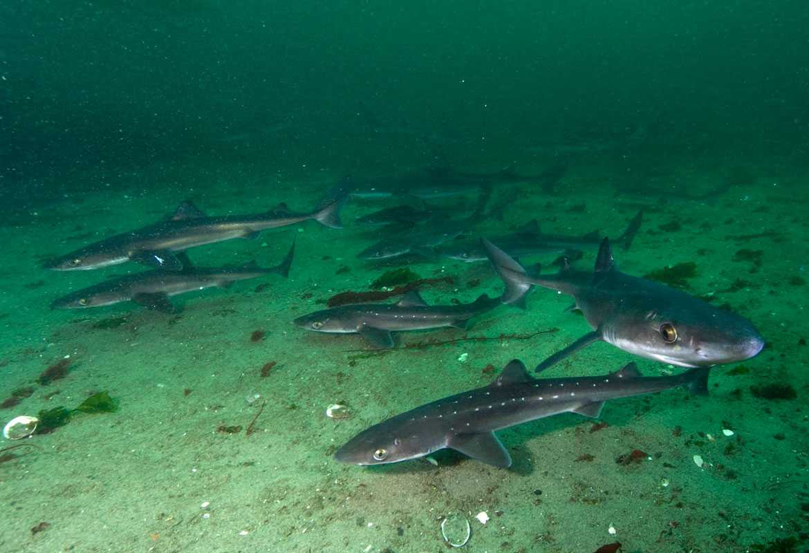 Опасные акулы в черном море: какие водятся? какие заплывают?