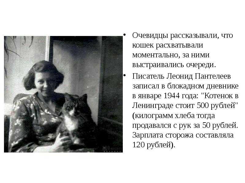 Сквер сибирских кошек – памятник, посвященный усатым спасительницам ленинграда