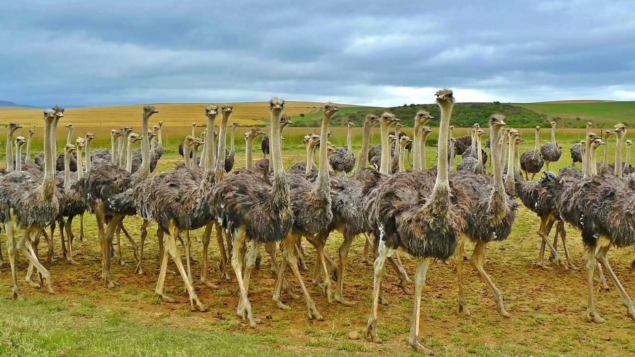 Интересные факты о страусах: скорость, вес, повадки