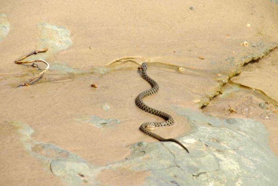 Змеи, обитающие на побережье чёрного моря