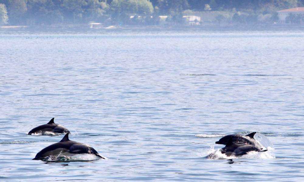 Дельфины – волшебные жители чёрного моря
