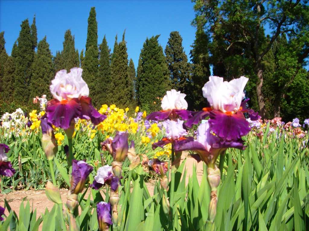 Никитский ботанический сад в крыму - описание и фото
