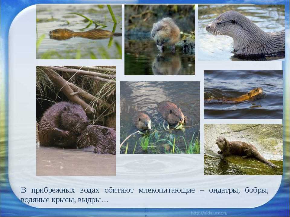 Животные живущие в озерах