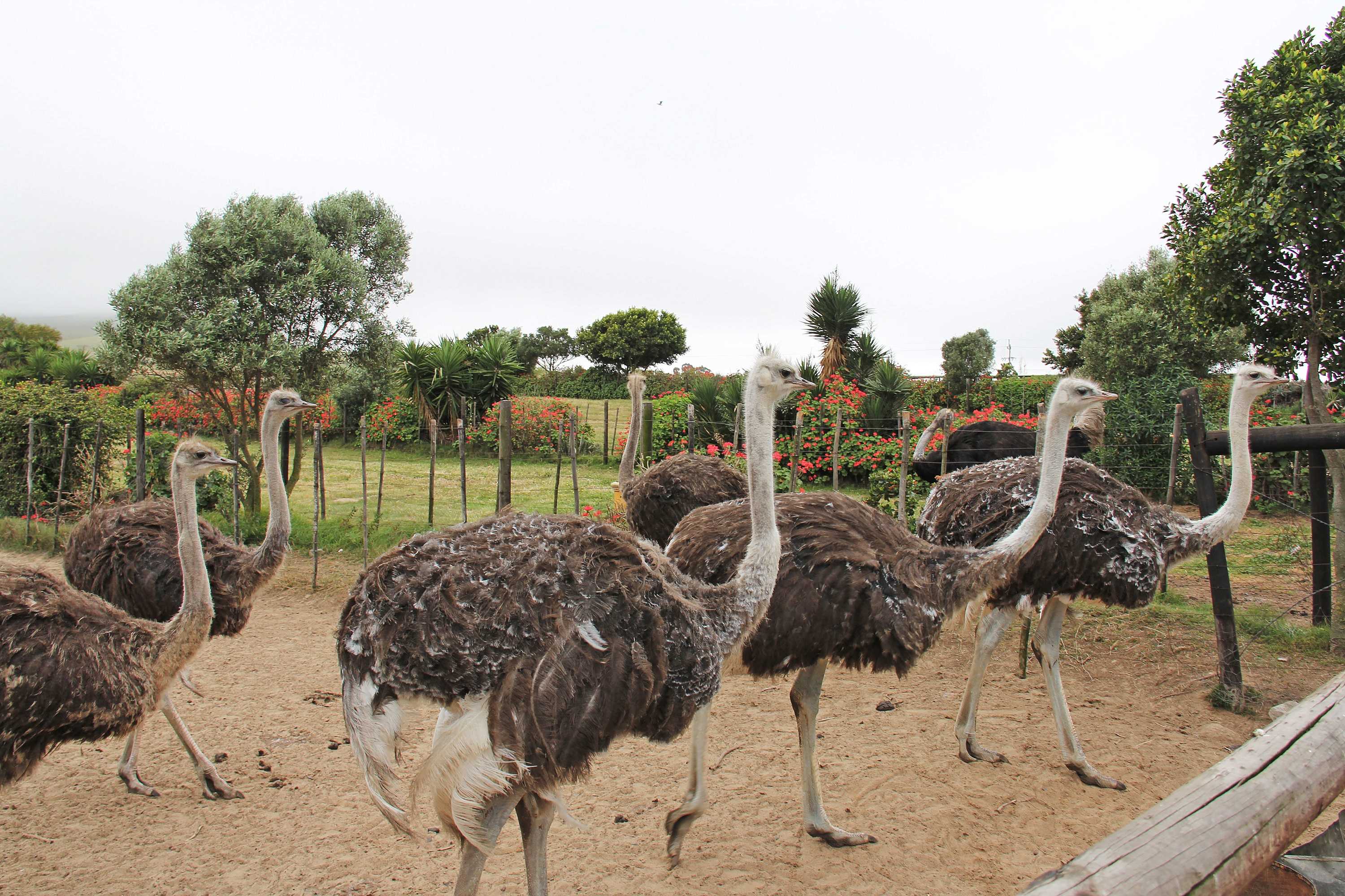10 чудных и впечатляющих фактов о страусах