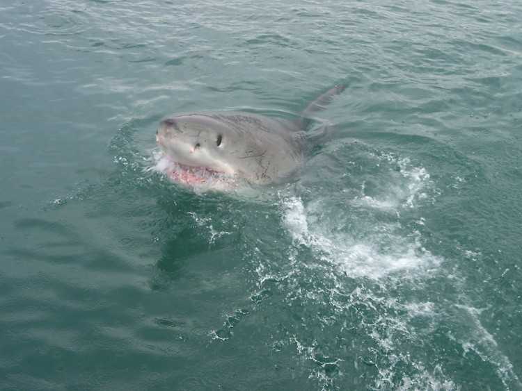 Черноморская акула катран - гбуз «центр медицинской профилактики» крыма