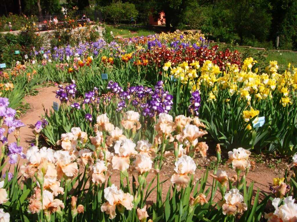 Никитский ботанический сад, ялта: описание, площадь, адрес, время работы :: syl.ru