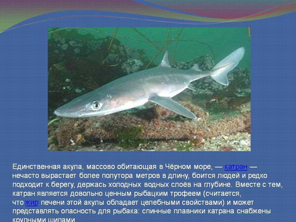 Водятся ли акулы в черном море и какие: названия. опасны ли акулы в черном море для отдыхающих?