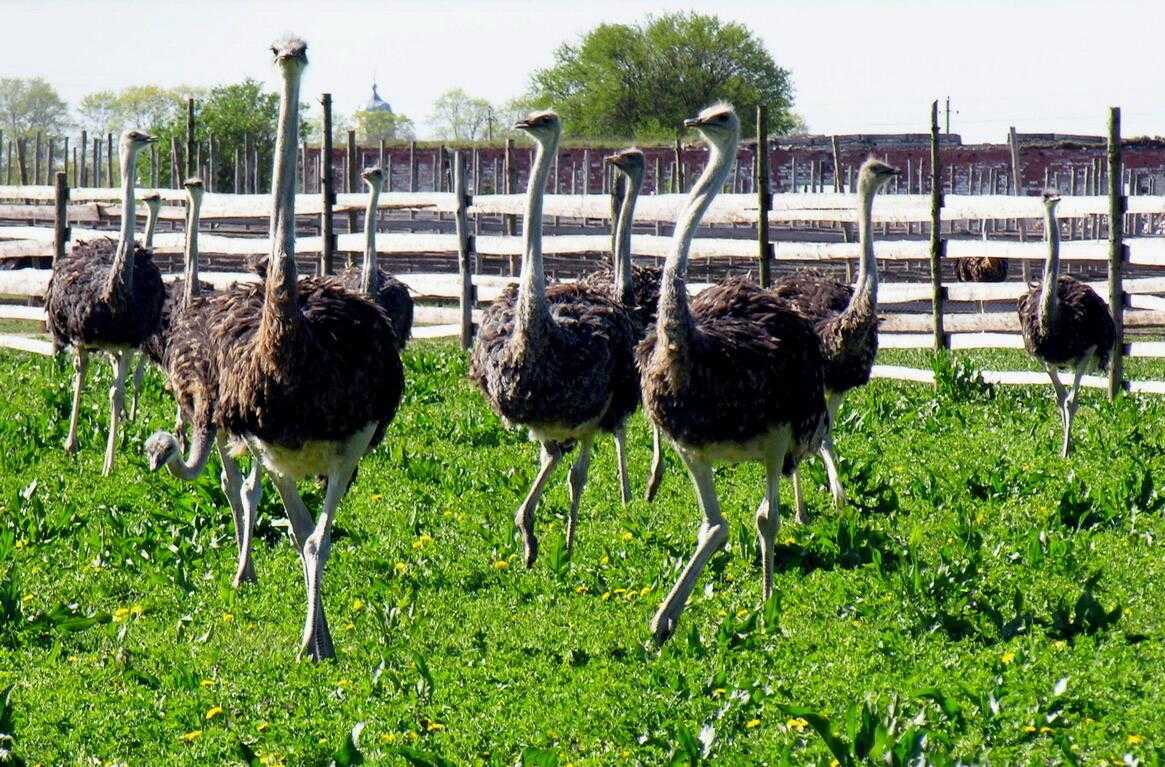 Где обитают страусы и их ближайшие родственники